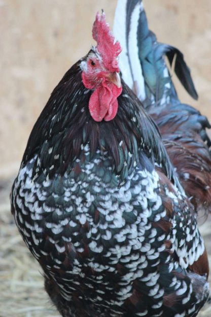 Speckled Sussex Chickens