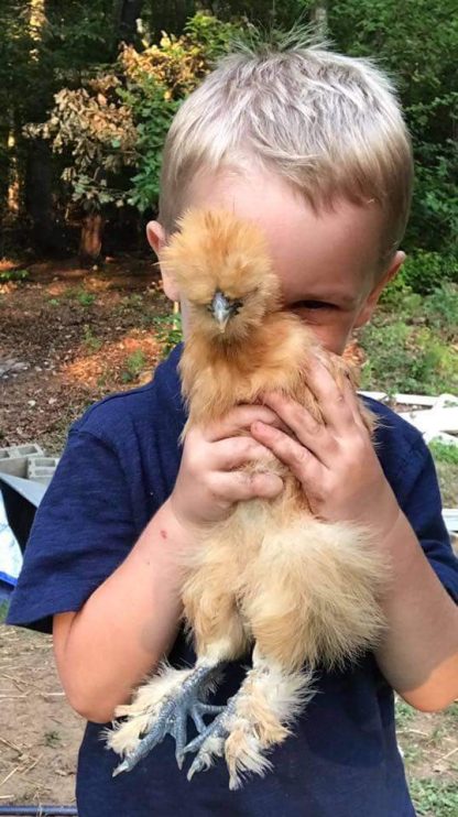 Buff Silkie Bantam