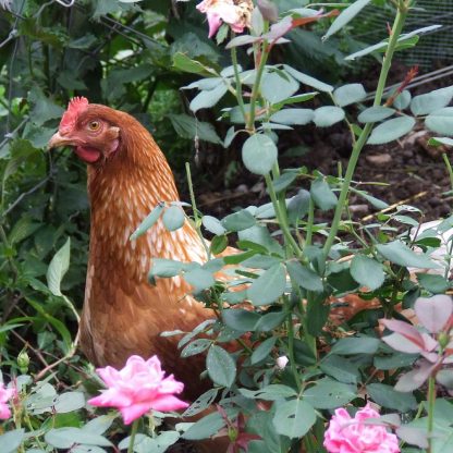 Golden Comet Chicken