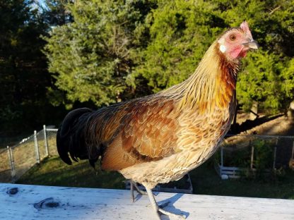 Golden Duckwing Phoenix Bantam