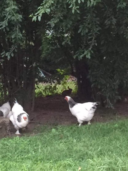 Brahma hens and roos - Partridge, Light, and other colors - Central FL