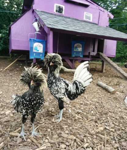 Silver Laced Polish Chicken