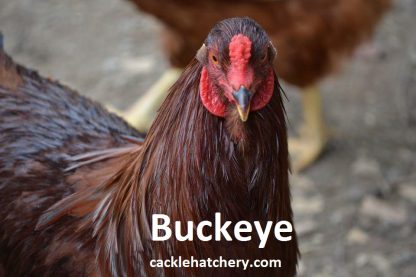 Buckeye Chicken