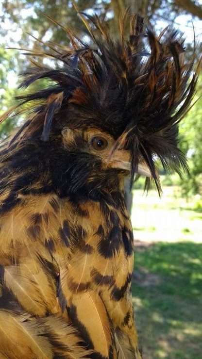 Golden Laced Polish Chicken