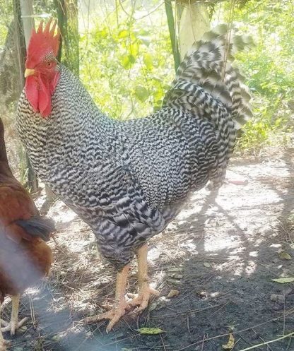 Barred Standard Plymouth Rock Chick