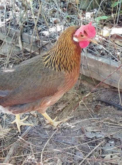 Brown Leghorn Chicken