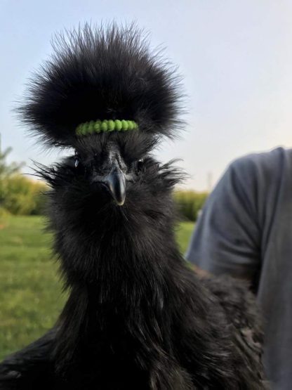 Black Silkie Bantam