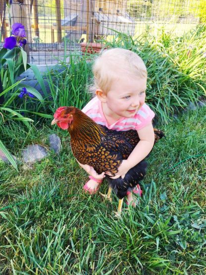 Black Laced Golden Wyandotte Chicken