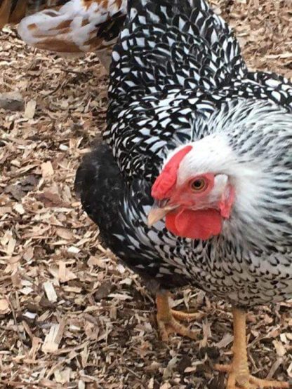 Black Silver Laced Wyandotte Chicken