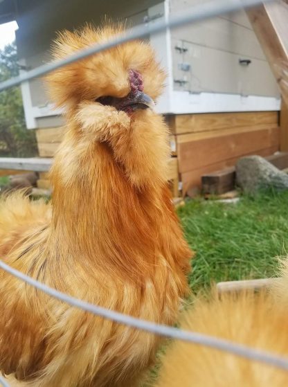 Buff Silkie Bantam