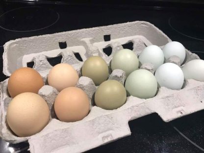 Rainbow Assortment Eggs