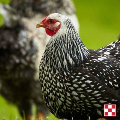 Black Silver Laced Wyandotte Chicken