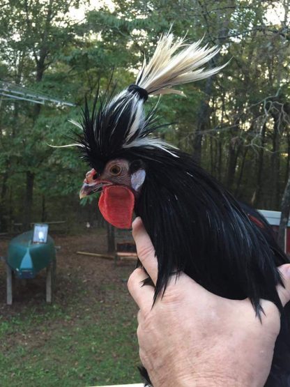 White Crested Black Polish Chicken