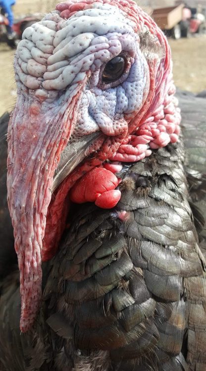 Broad Breasted Bronze Turkey-6928