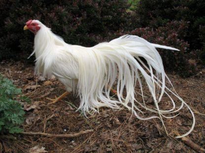 White Yokohama Chicken