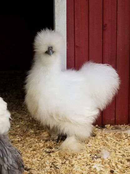 White Silkie Bantam