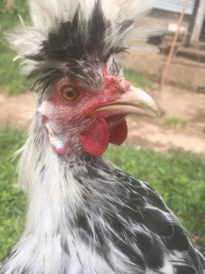 Silver Spangled Appenzeller Spitzhauben Chicken