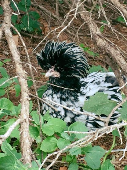 Silver Laced Polish Chicken