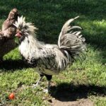 Silver Laced Polish Chicken