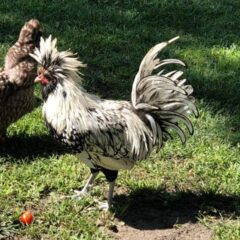 Silver Laced Polish Chicken