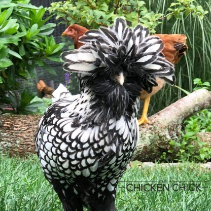 Silver Laced Polish Chicken