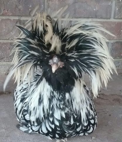 Silver Laced Polish Chicken