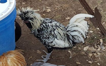 Silver Laced Polish Chicken