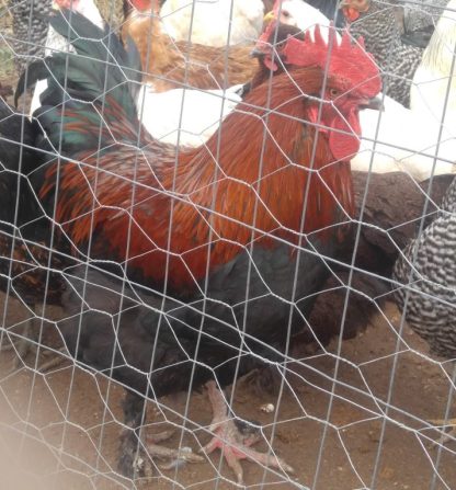 French Black Copper Marans Chickens