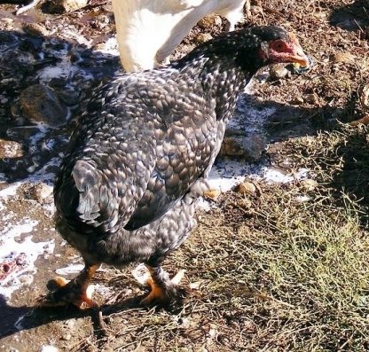 French Cuckoo Marans Rooster