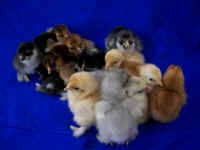 Feather Footed Bantam Chick Assortment Special