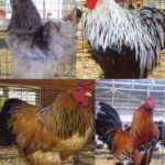 Feather Footed Bantam Assortment Special-0