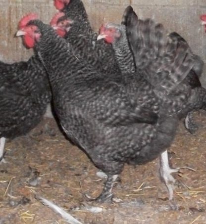 French Cuckoo Marans Chicken Roosters