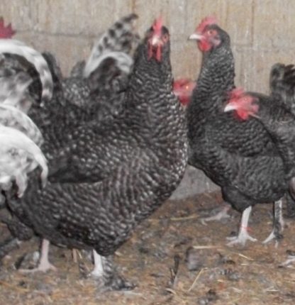 Baby French Cuckoo Marans Rooster For Sale