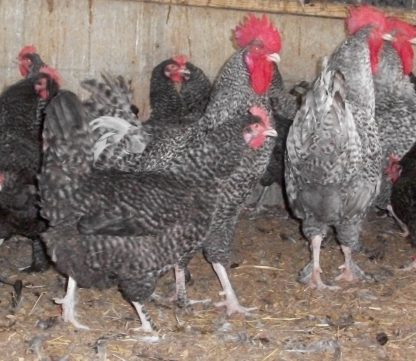 French Cuckoo Marans For Sale at Cackle Hatchery®