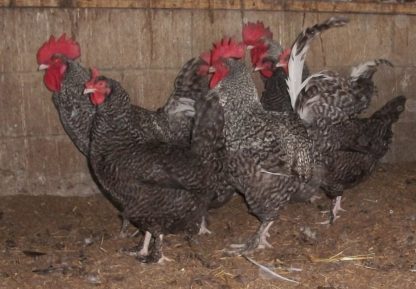 Baby French Cuckoo Marans For Sale | Cackle Hatchery®