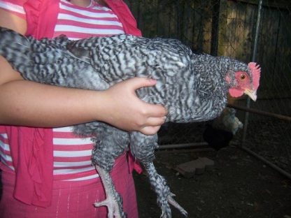 French Cuckoo Marans Chicken