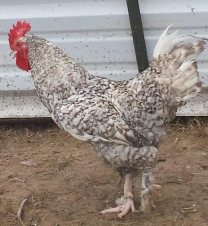 French Cuckoo Marans Rooster