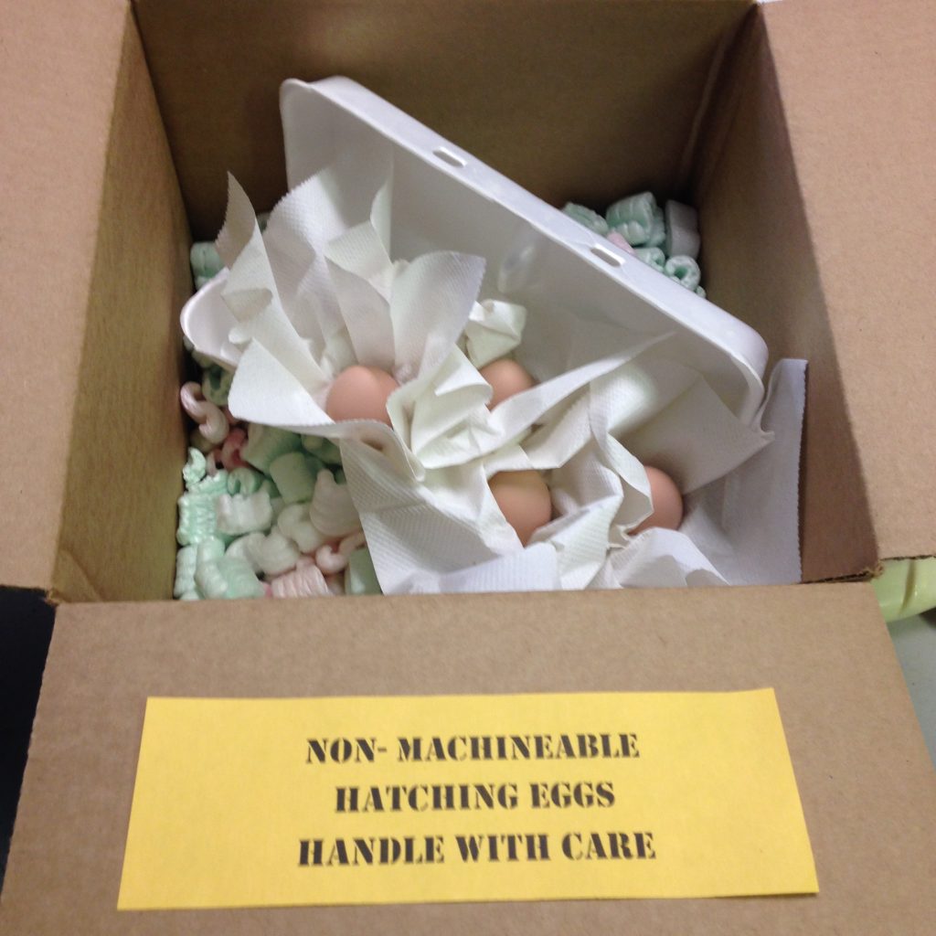 Red Sex Link Fertile Hatching Eggs for Sale Fresh/Fertile Eggs