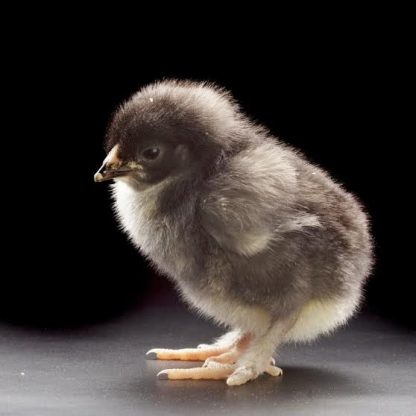 French Cuckoo Marans Day Old Chick