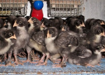 French Cuckoo Marans Chicks