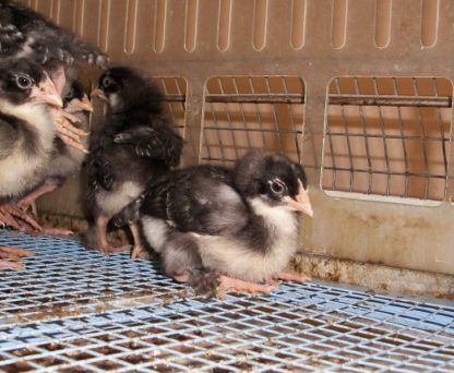 French Cuckoo Marans Chicks for Sale