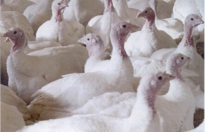 Flock of White Broad Breasted Turkeys
