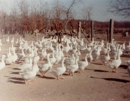Cackle Hatchery®®'s Flock of White Embden Geese