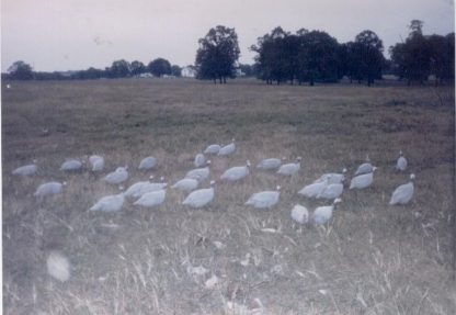 Lavender Guinea Flocks