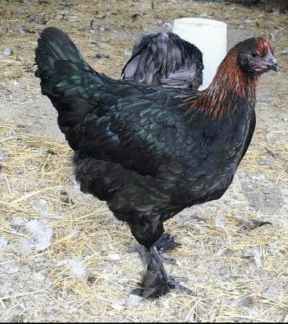 French Black Copper Marans Chicken