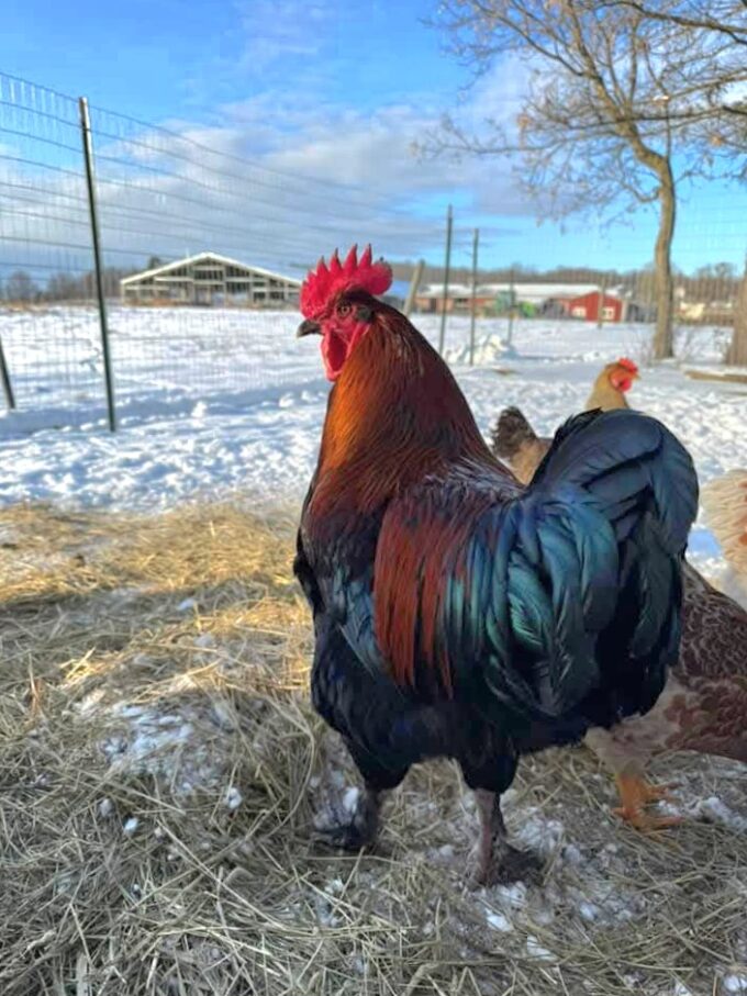 French Black Copper Marans Chicken - Image 45