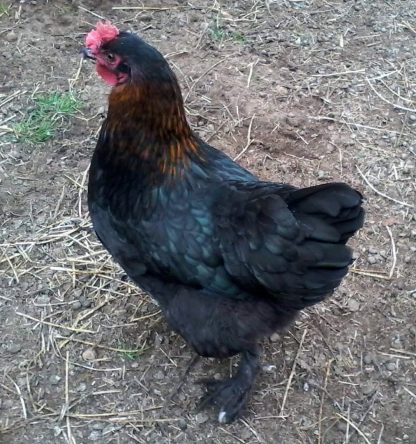 French Black Copper Marans