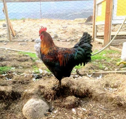 French Black Copper Marans Chicken