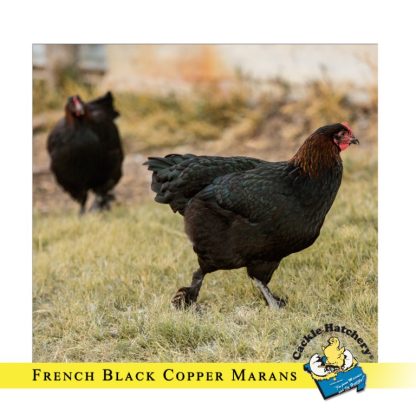 French Black Copper Marans