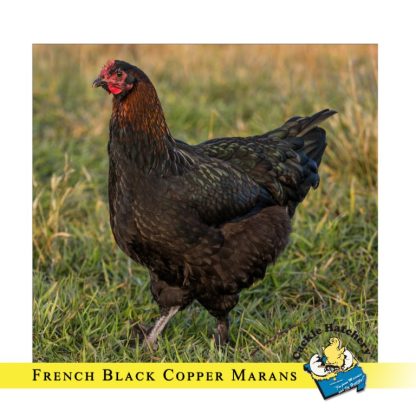 French Black Copper Marans